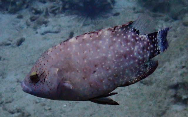 Click to View Floral Wrasse<br><span style='font-size:12px'><i>Dave & Rose</i></span>