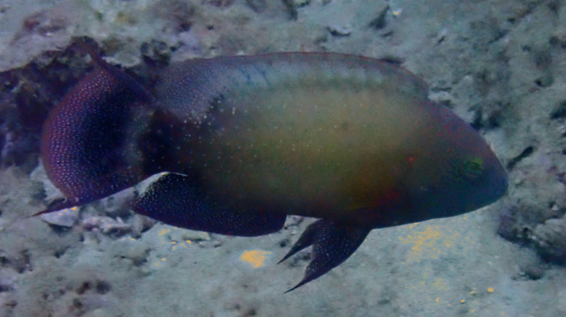 Click to View Floral Wrasse<br><span style='font-size:12px'><i>Dave & Rose</i></span>