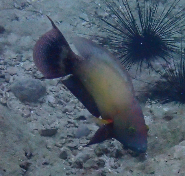 Click to View Floral Wrasse<br><span style='font-size:12px'><i>Dave & Rose</i></span>