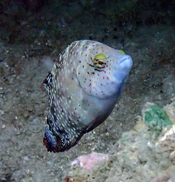 Click to View Floral Wrasse<br><span style='font-size:12px'><i>Dave & Rose</i></span>