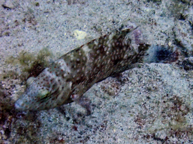 Click to View Floral Wrasse<br><span style='font-size:12px'><i>Dave & Rose</i></span>