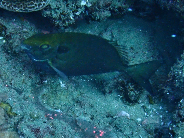 Click to View Forktail Rabbitfish<br><span style='font-size:12px'><i>Dave & Rose</i></span>