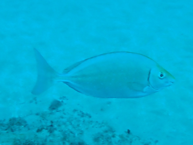 Click to View Forktail Rabbitfish<br><span style='font-size:12px'><i>Dave & Rose</i></span>