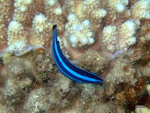 Click to View Fourline Wrasse<br><span style='font-size:12px'><i>iNaturalist</i></span>