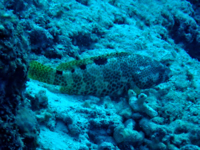 Click to View Foursaddle Grouper<br><span style='font-size:12px'><i>Dave & Rose</i></span>