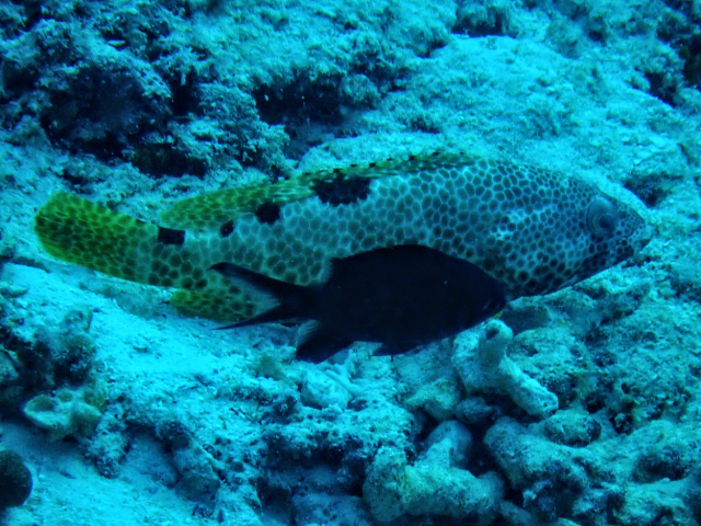 Click to View Foursaddle Grouper<br><span style='font-size:12px'><i>Dave & Rose</i></span>