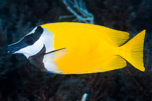 Foxface Rabbitfish<br><span style='font-size:12px'><i>iNaturalist</i>&nbsp&nbsp&nbsp&nbsp</span>