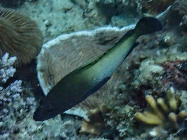 Freckled Grouper<br><span style='font-size:12px'><i>Dave & Rose</i>&nbsp&nbspPhilippines&nbsp&nbsp26th Apr 2026</span>