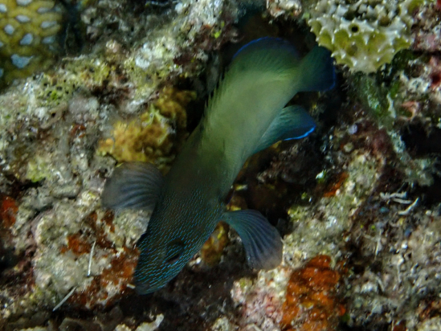 Freckled Grouper<br><span style='font-size:12px'><i>Dave & Rose</i></span>