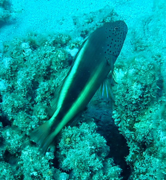 Click to View Freckled Hawkfish<br><span style='font-size:12px'><i>Dave & Rose</i></span>