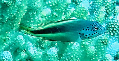 Click to View Freckled Hawkfish<br><span style='font-size:12px'><i>Dave & Rose</i></span>