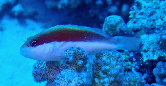 Click to View Freckled Hawkfish - intermediate<br><span style='font-size:12px'><i>Dave & Rose</i></span>