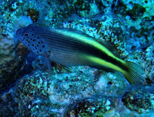 Click to View Freckled Hawkfish<br><span style='font-size:12px'><i>Dave & Rose</i></span>