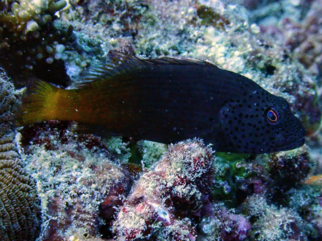 Click to View Freckled Hawkfish<br><span style='font-size:12px'><i>Dave & Rose</i></span>