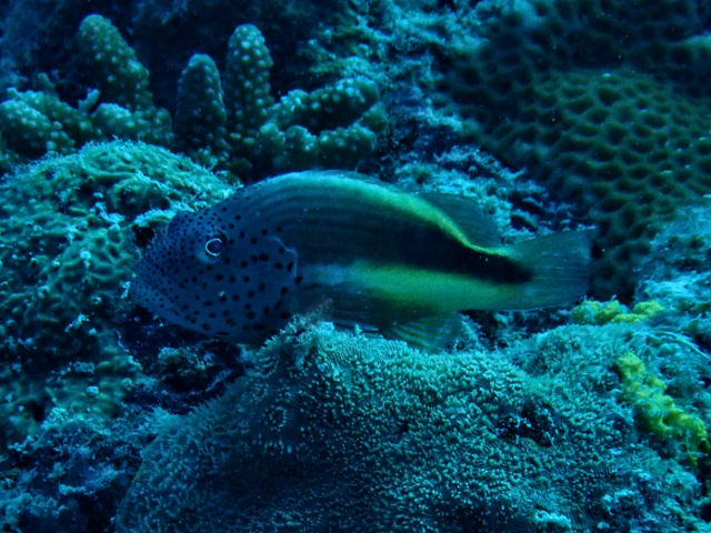 Click to View Freckled Hawkfish<br><span style='font-size:12px'><i>Dave & Rose</i></span>