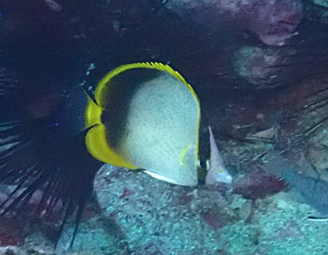 Click to View Gardiners Butterflyfish<br><span style='font-size:12px'><i>Dave & Rose</i></span>