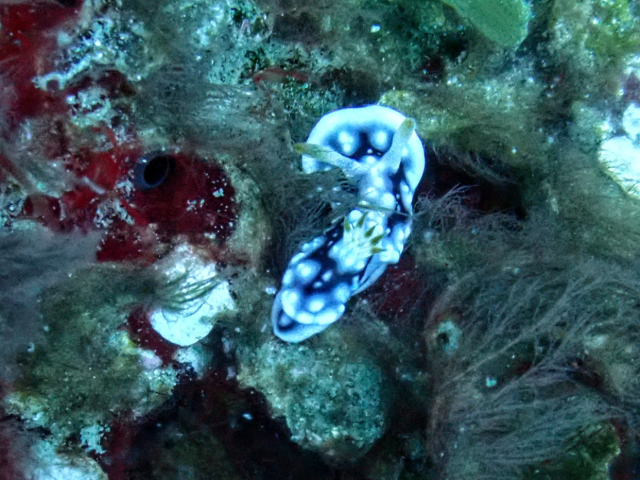 Click to View Geometric Nudibranch<br><span style='font-size:12px'><i>Dave & Rose</i></span>