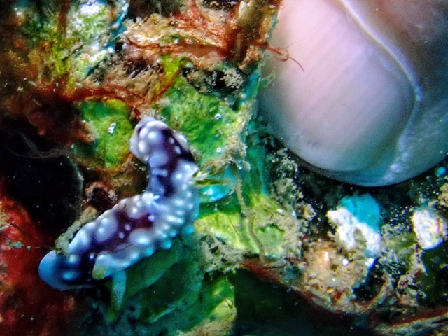 Click to View Geometric Nudibranch<br><span style='font-size:12px'><i>Dave & Rose</i></span>