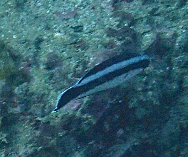 Click to View Giant Hogfish Juv<br><span style='font-size:12px'><i>Dave & Rose</i></span>