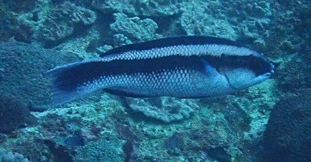 Click to View Giant Hogfish<br><span style='font-size:12px'><i>Dave & Rose</i></span>