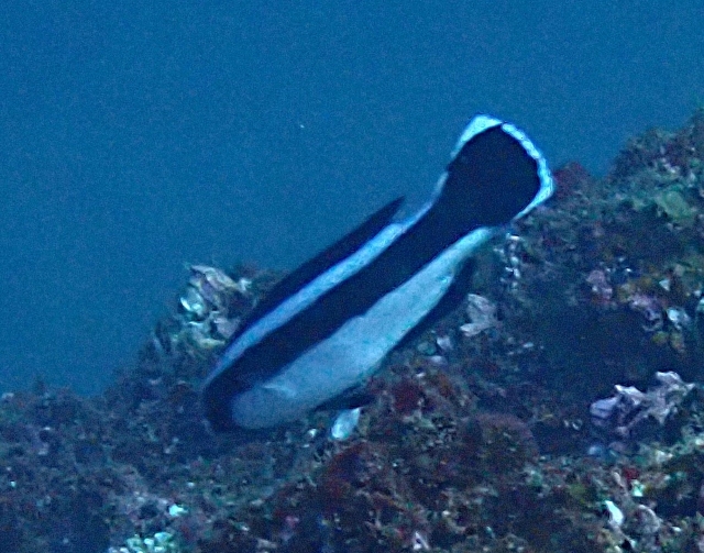 Click to View Giant Hogfish<br><span style='font-size:12px'><i>Dave & Rose</i></span>