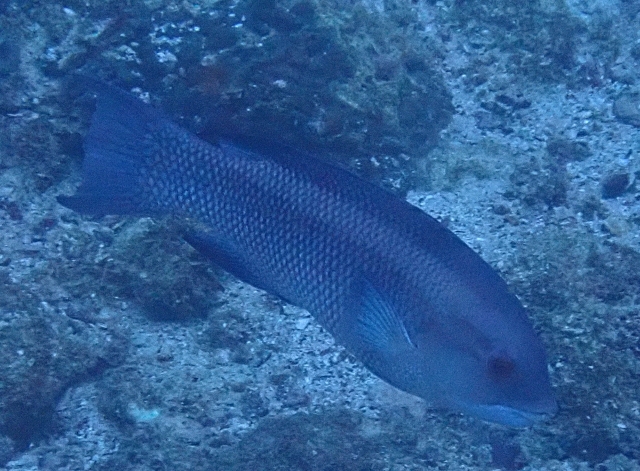 Click to View Giant Hogfish<br><span style='font-size:12px'><i>Dave & Rose</i></span>