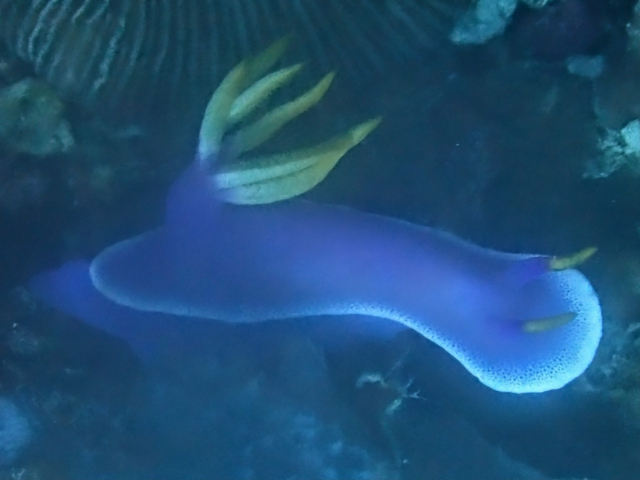 Giant Hypselodoris<br><span style='font-size:12px'><i>Dave & Rose</i></span>
