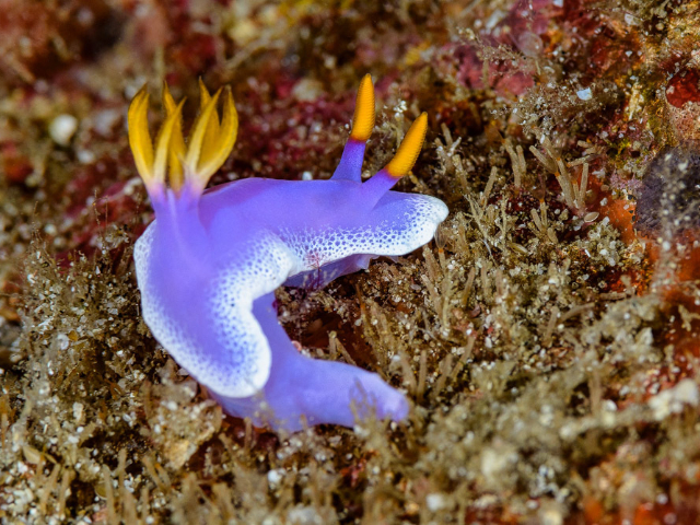 Giant Hypselodoris<br><span style='font-size:12px'><i>iNaturalist</i>&nbsp&nbsp&nbsp&nbsp</span>
