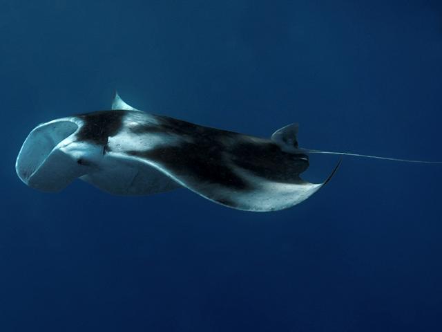 Click to View Giant or Oceanic Manta Ray<br><span style='font-size:12px'><i>Fishbase</i></span>