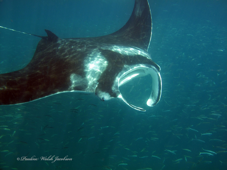 Click to View Giant or Oceanic Manta Ray<br><span style='font-size:12px'><i>Fishbase</i></span>