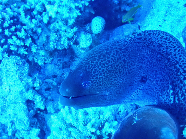 Click to View Giant Moray<br><span style='font-size:12px'><i>Dave & Rose</i></span>