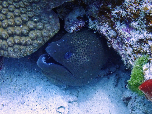 Click to View Giant Moray<br><span style='font-size:12px'><i>Dave & Rose</i></span>