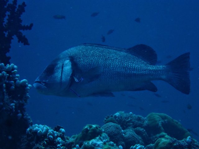 Click to View Gibbus Sweetlips<br><span style='font-size:12px'><i>Dave & Rose</i></span>