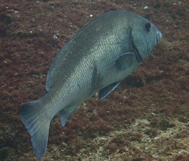 Click to View Gibbus Sweetlips<br><span style='font-size:12px'><i>Dave & Rose</i></span>