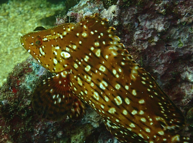 Click to View Gibbus Sweetlips Juv<br><span style='font-size:12px'><i>Dave & Rose</i></span>