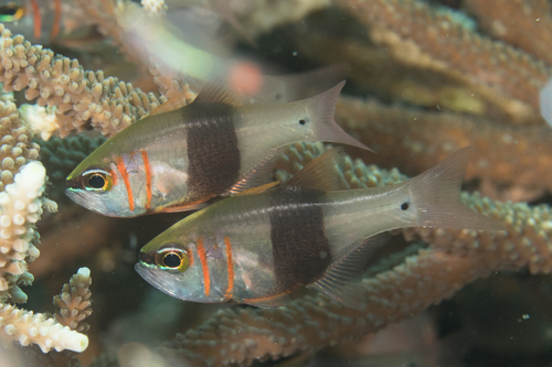 Girdled Cardinalfish<br><span style='font-size:12px'><i>iNaturalist</i></span>