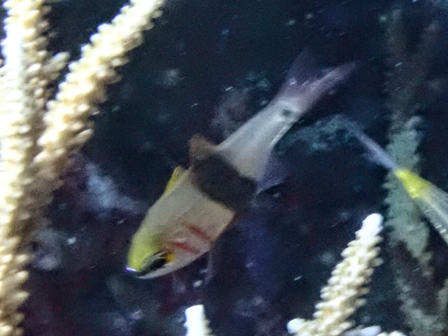 Girdled Cardinalfish<br><span style='font-size:12px'><i>Dave & Rose</i></span>