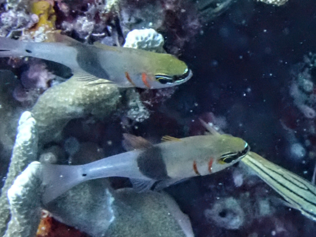 Girdled Cardinalfish<br><span style='font-size:12px'><i>Dave & Rose</i>&nbsp&nbspPhilippines&nbsp&nbsp26th Apr 2026</span>