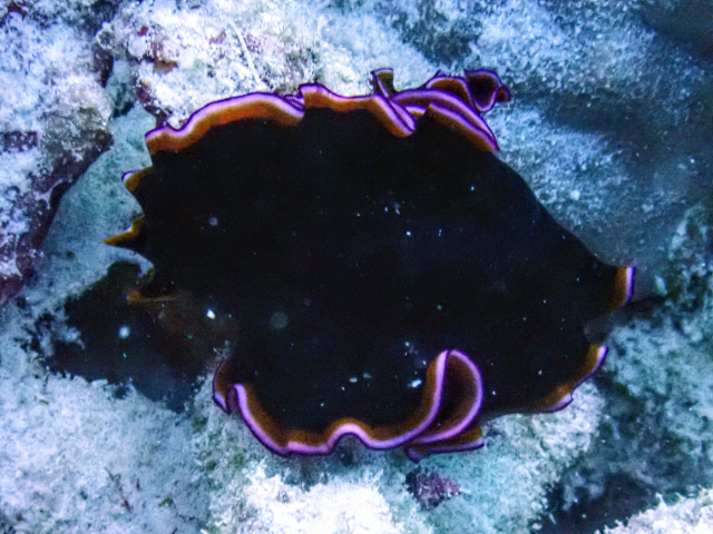 Click to View Glorious Flatworm<br><span style='font-size:12px'><i>Dave & Rose</i></span>