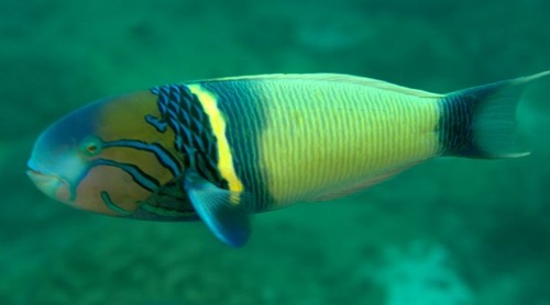 Click to View Goldbar Wrasse<br><span style='font-size:12px'><i>iNaturalist</i></span>