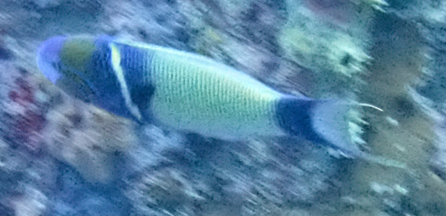 Click to View Goldbar Wrasse<br><span style='font-size:12px'><i>Dave & Rose</i></span>