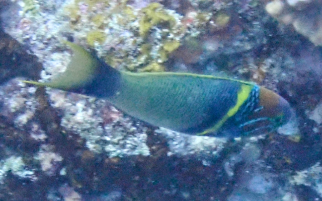 Click to View Goldbar Wrasse<br><span style='font-size:12px'><i>Dave & Rose</i></span>
