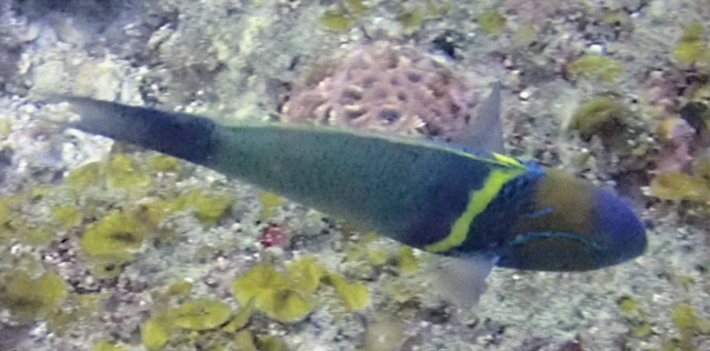 Click to View Goldbar Wrasse<br><span style='font-size:12px'><i>Dave & Rose</i></span>