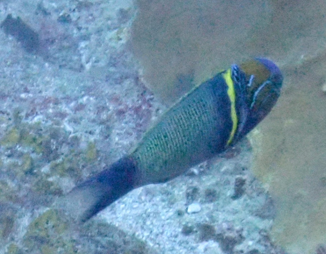 Click to View Goldbar Wrasse<br><span style='font-size:12px'><i>Dave & Rose</i></span>