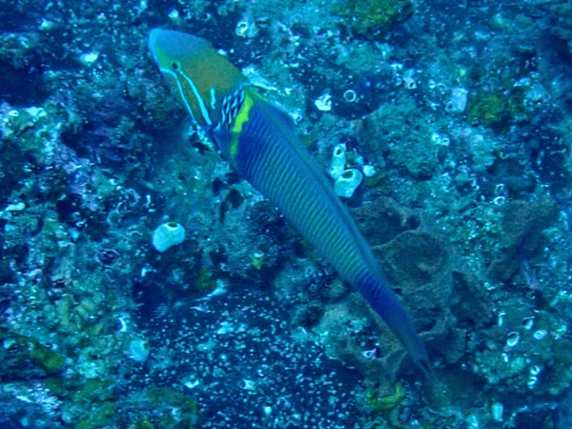 Click to View Goldbar Wrasse<br><span style='font-size:12px'><i>Dave & Rose</i></span>