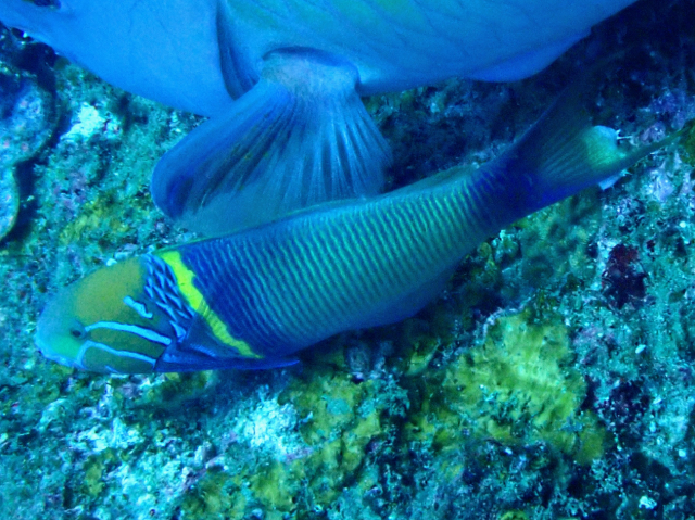Click to View Goldbar Wrasse<br><span style='font-size:12px'><i>Dave & Rose</i></span>