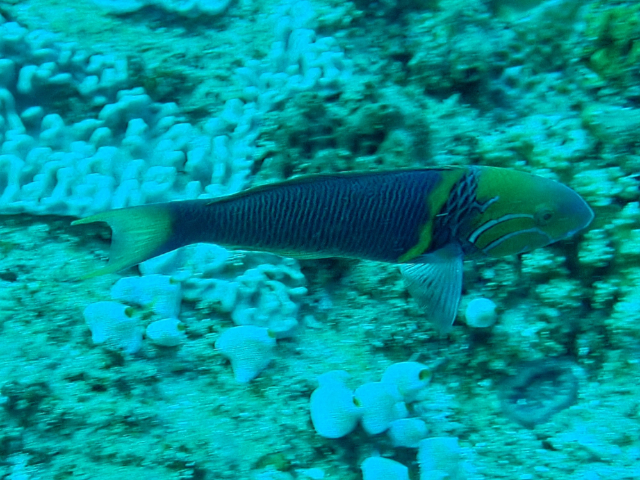 Click to View Goldbar Wrasse<br><span style='font-size:12px'><i>Dave & Rose</i></span>