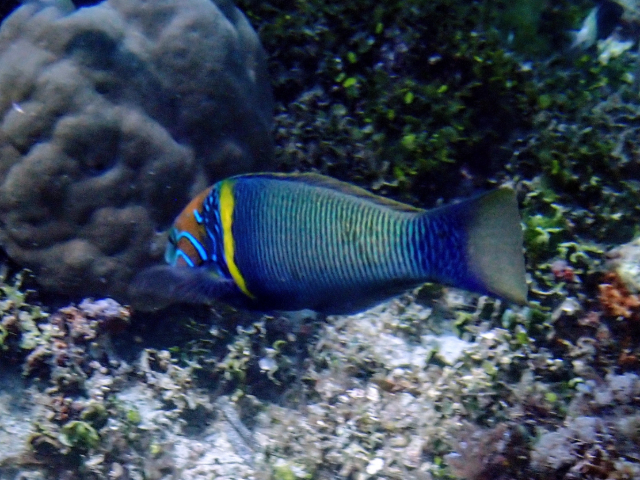 Click to View Goldbar Wrasse<br><span style='font-size:12px'><i>Dave & Rose</i></span>