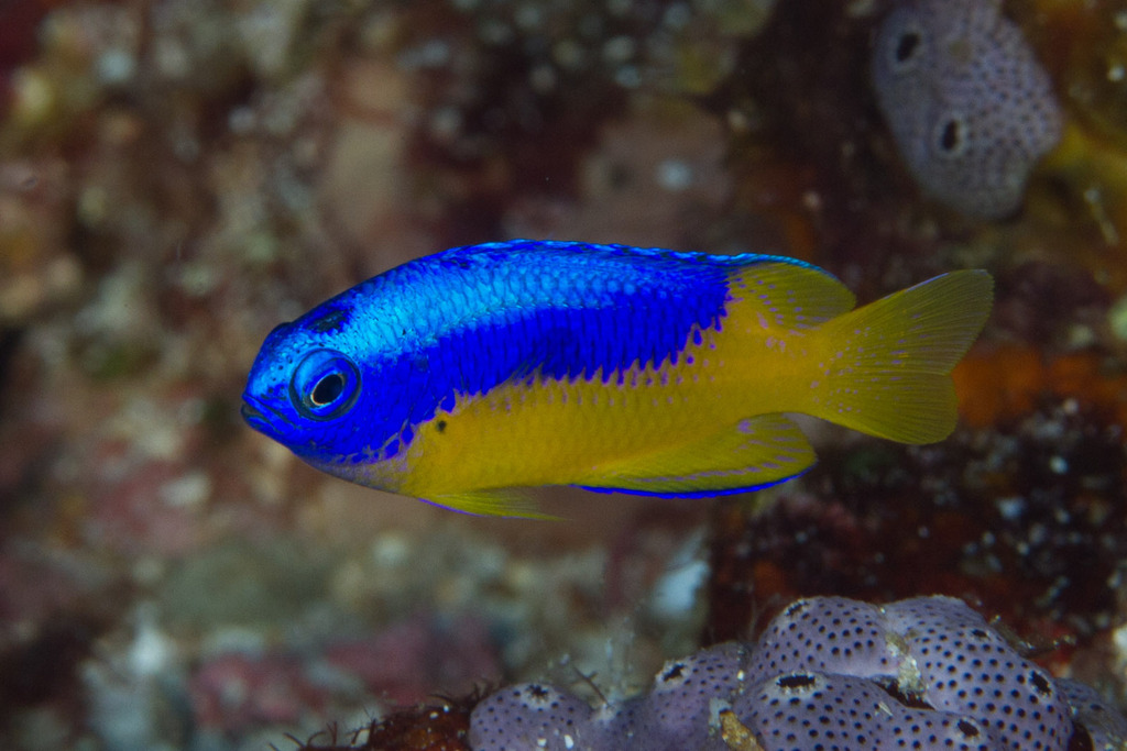 Goldbelly Damsel<br><span style='font-size:12px'><i>iNaturalist</i>&nbsp&nbsp&nbsp&nbsp</span>