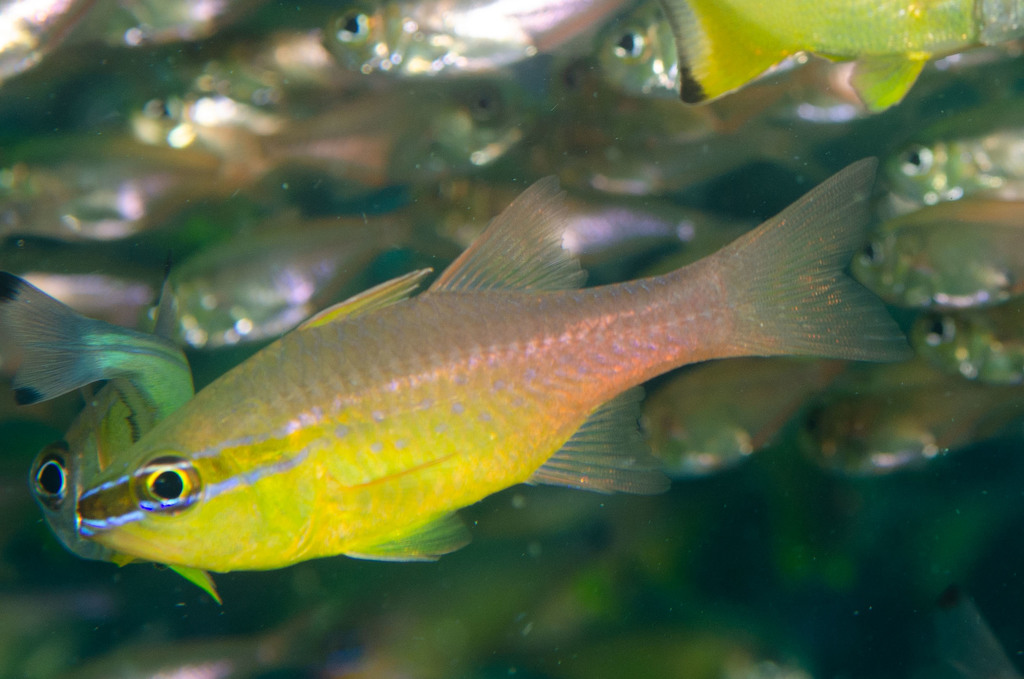 Click to View Goldbelly Cardinalfish<br><span style='font-size:12px'><i>iNaturalist</i></span>